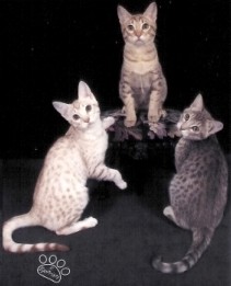 A cinnamon silver, chocolate and blue Ocicat kittens