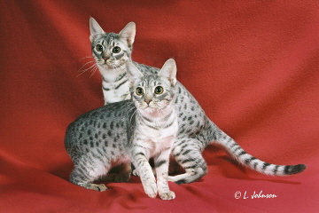Dugan and Mara, beautiful blue silver Ocicats