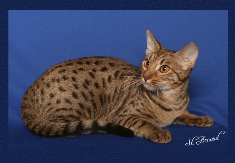 Ocicat Kittens