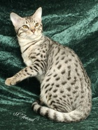 Charlie, a beautiful GC ebony silver Ocicat